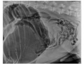 Figure 1. Abdominal radiograph of a dog with a gastric dilatation-volvulus. Note the large dark gas-lled stomach, as compared to Figure 2.