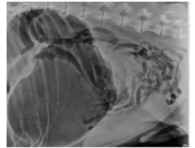 Figure 1. Abdominal radiograph of a dog with a gastric dilatation-volvulus. Note the large dark gas-lled stomach, as compared to Figure 2. Figure 1. Abdominal radiograph of a dog with a gastric dilatation-volvulus. Note the large dark gas-lled stomach, as compared to Figure 2.