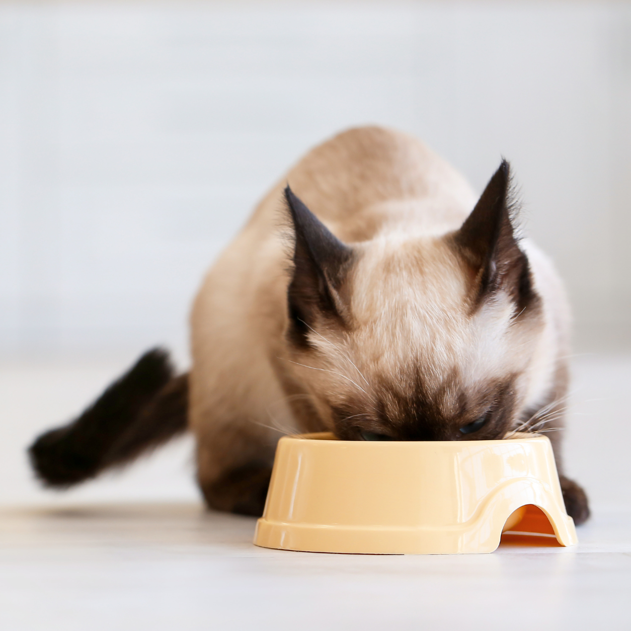 Cat eating a bowl of food