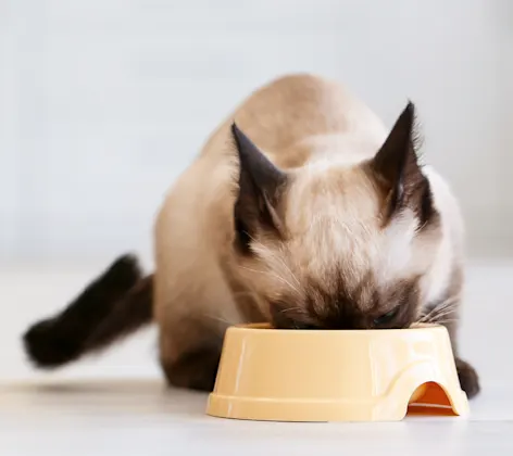 Cat eating a bowl of food Cat eating a bowl of food