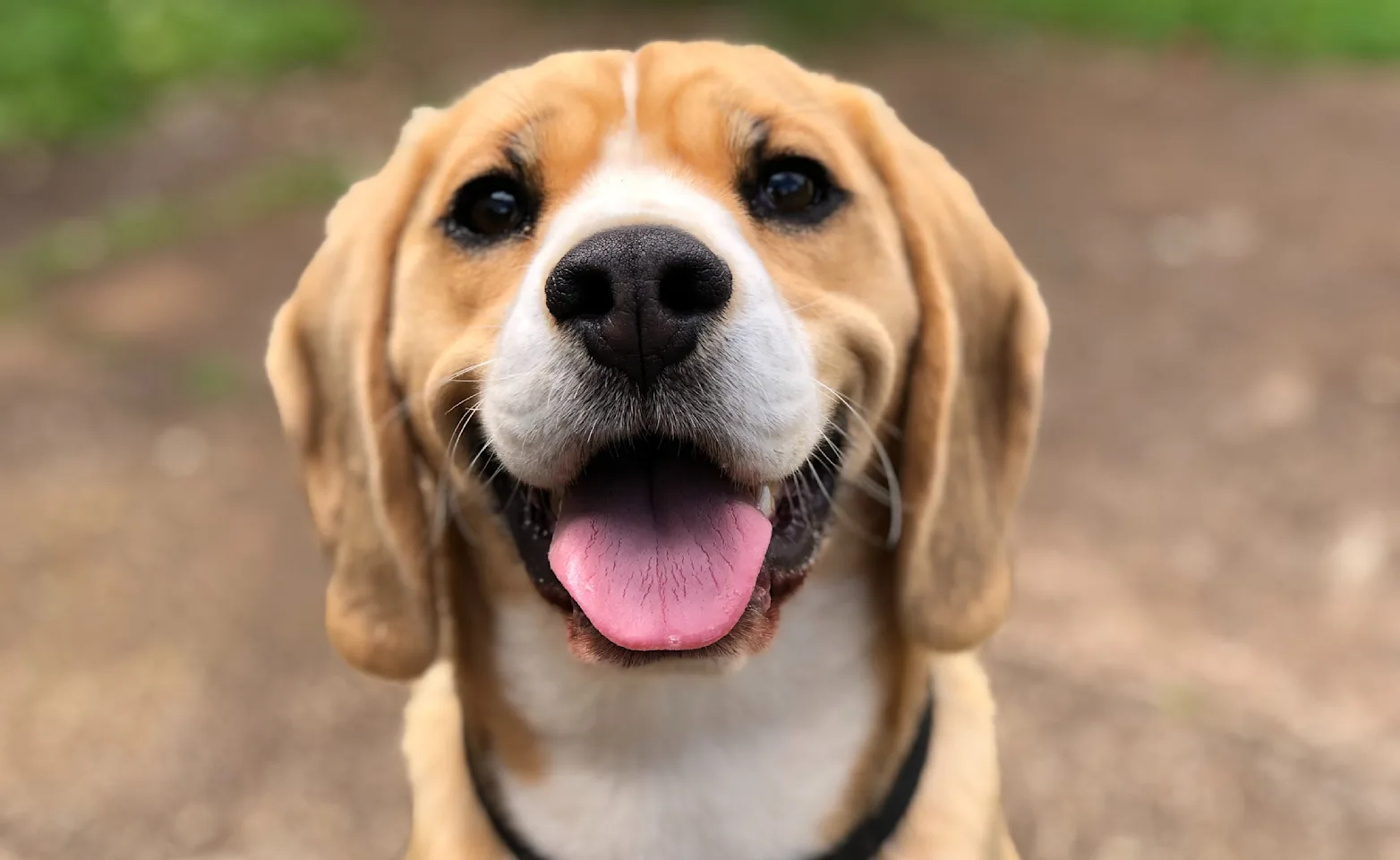 Dog staring into camera 