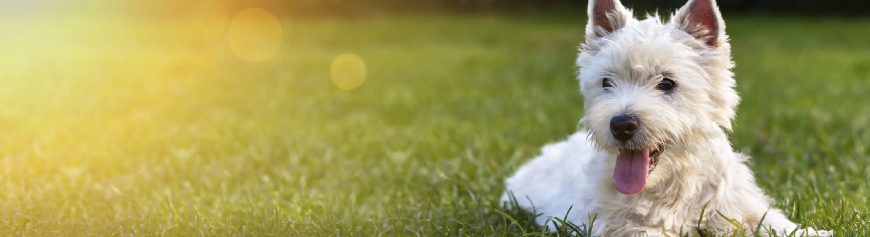 West Highland White Terrier in grass West Highland White Terrier in grass