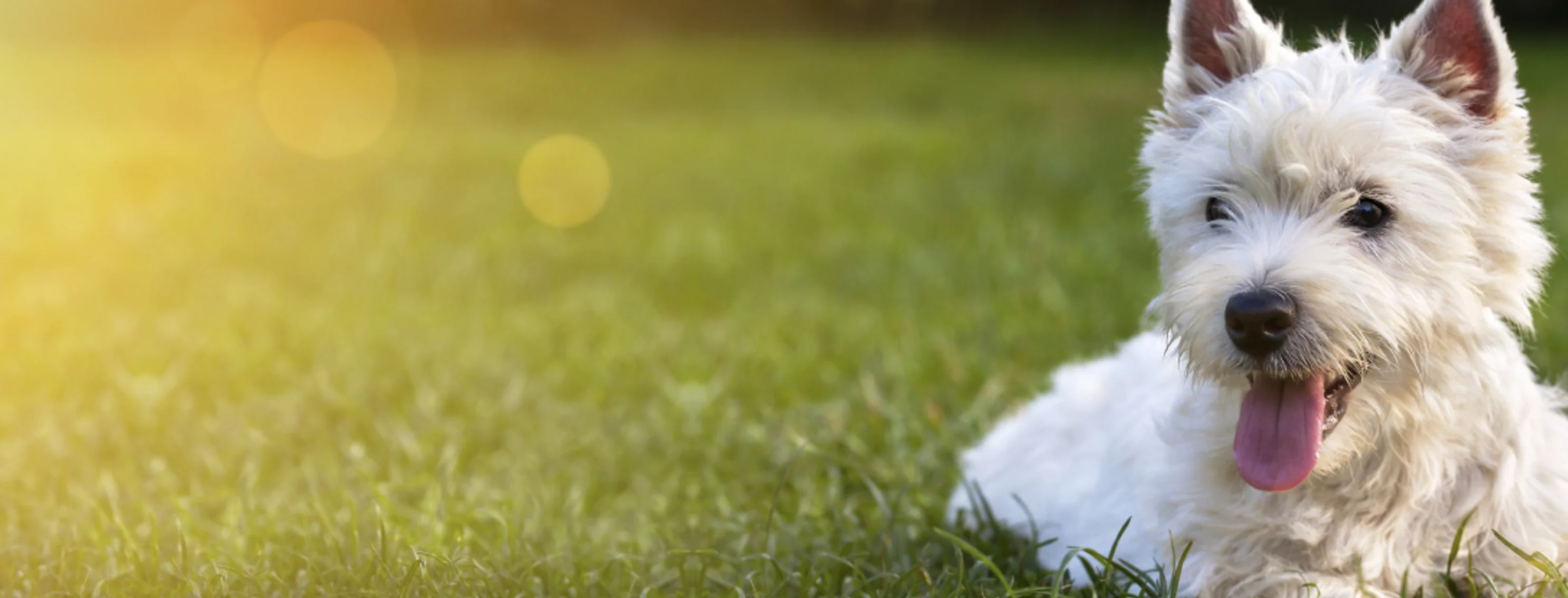 West Highland White Terrier in grass West Highland White Terrier in grass