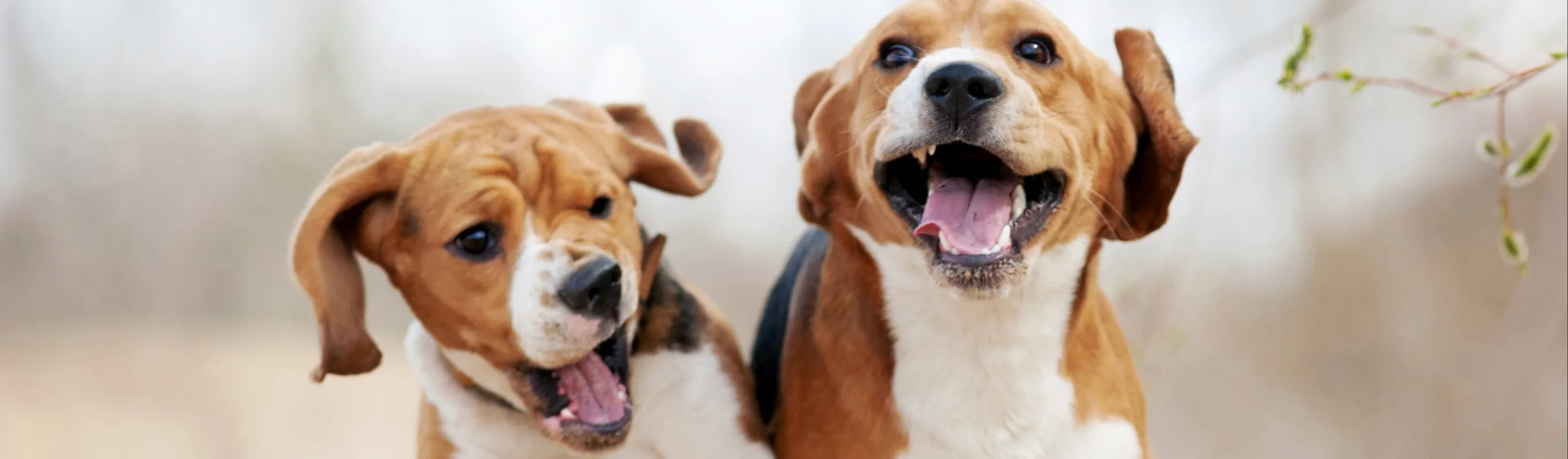 dogs running on dirt trail dogs running on dirt trail