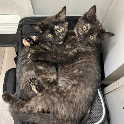 Cats on Carrier at Ferry Farm Animal Clinic Cats on Carrier at Ferry Farm Animal Clinic