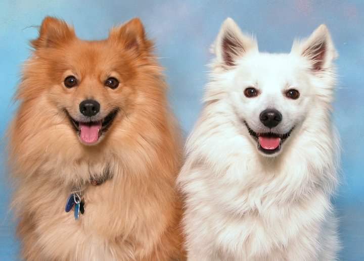 Cooper & Baxter at Hanover Park Animal Care Center