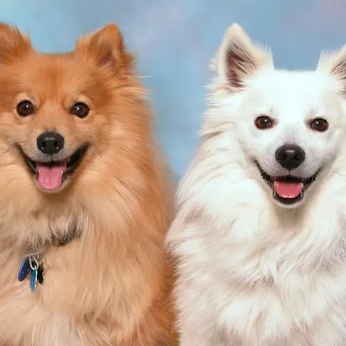 Cooper & Baxter at Hanover Park Animal Care Center Cooper & Baxter at Hanover Park Animal Care Center