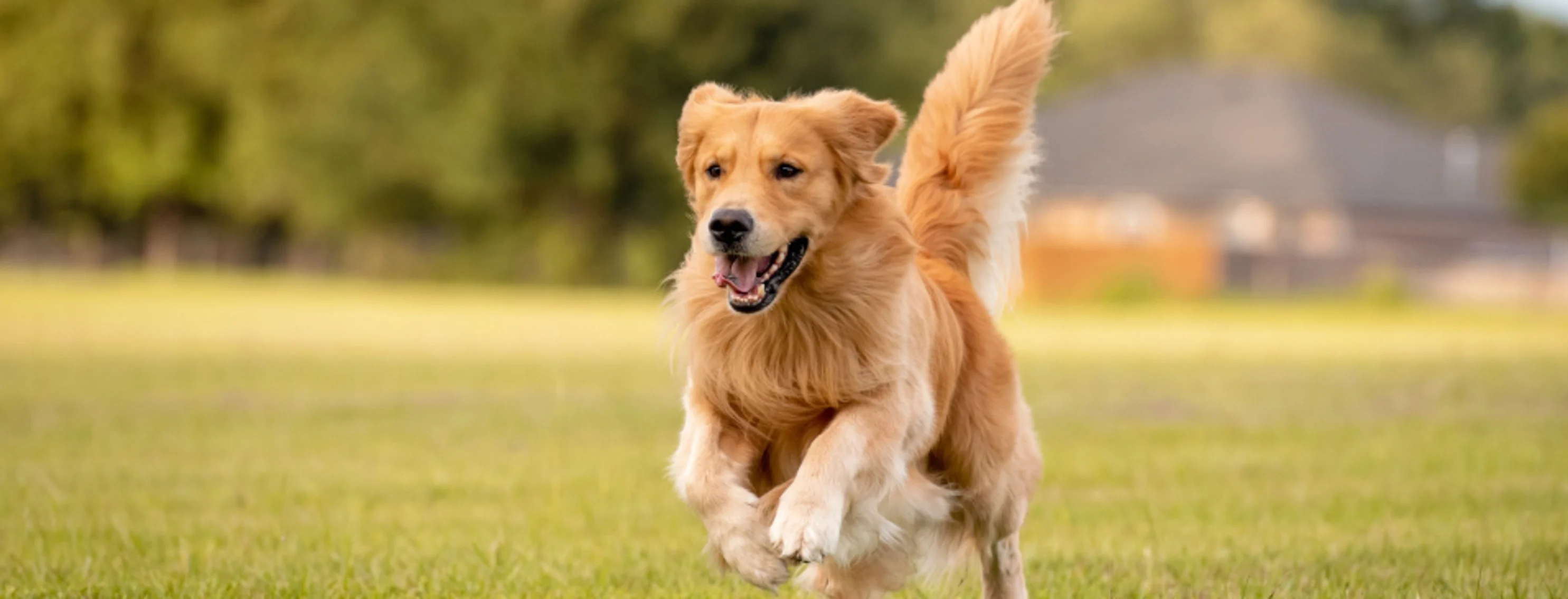 Golden Retriever running through a grassy field. Golden Retriever running through a grassy field.