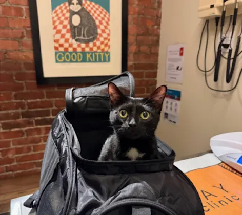 Black cat peeking out of a carrier Black cat peeking out of a carrier