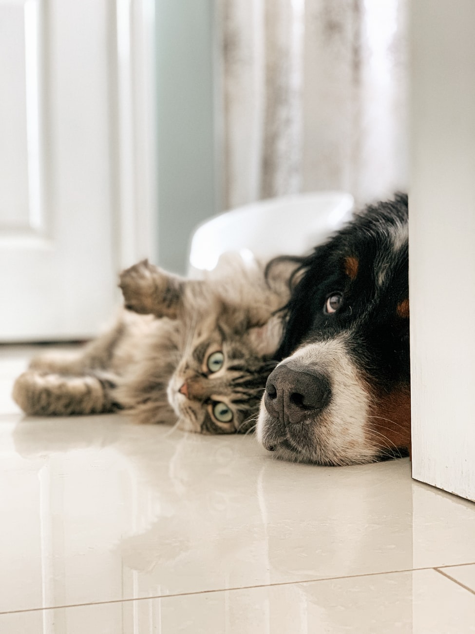 Cat and dog laying down the floor