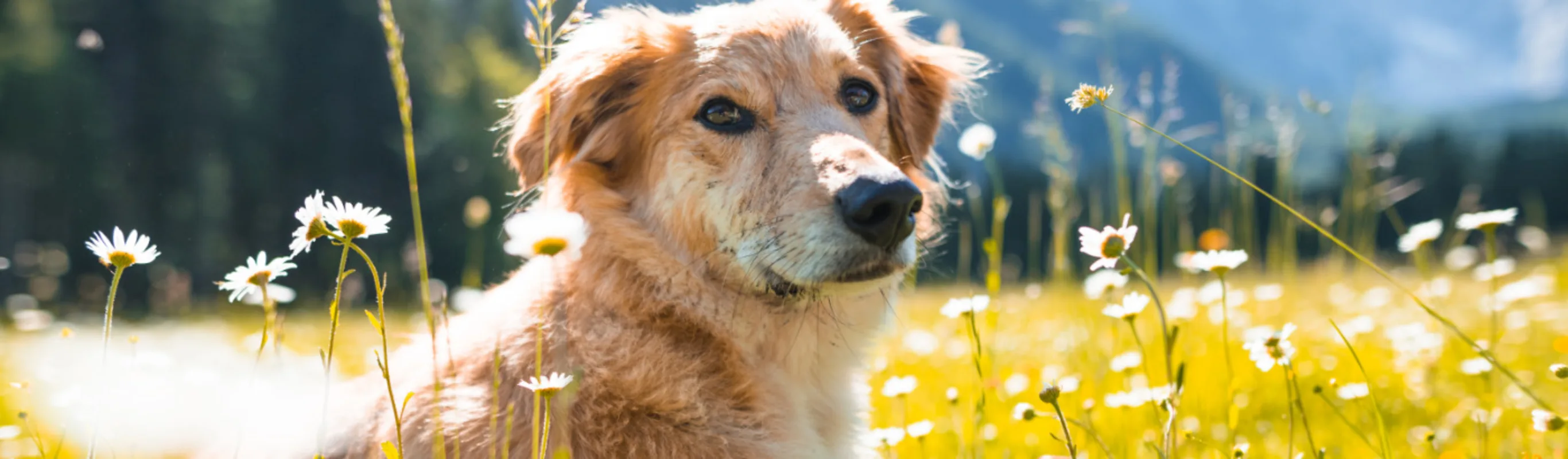 Dog laying in flower field with mountains in the background