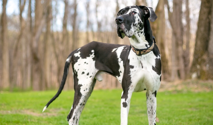 Large great dane standing on grass lawn with trees in the background