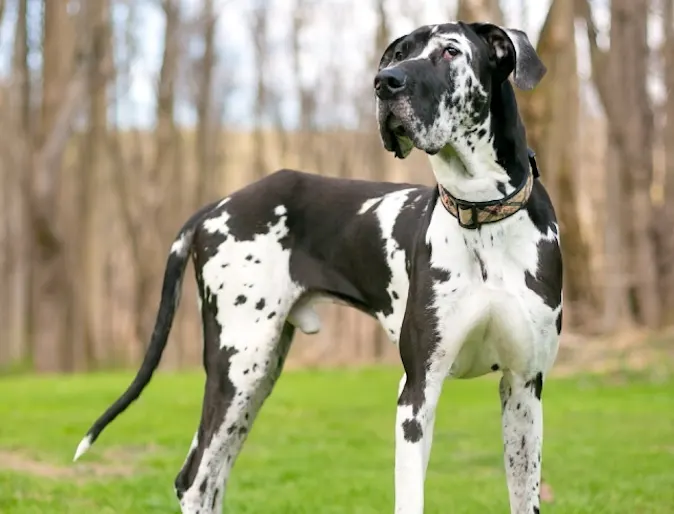 Large great dane standing on grass lawn with trees in the background Large great dane standing on grass lawn with trees in the background