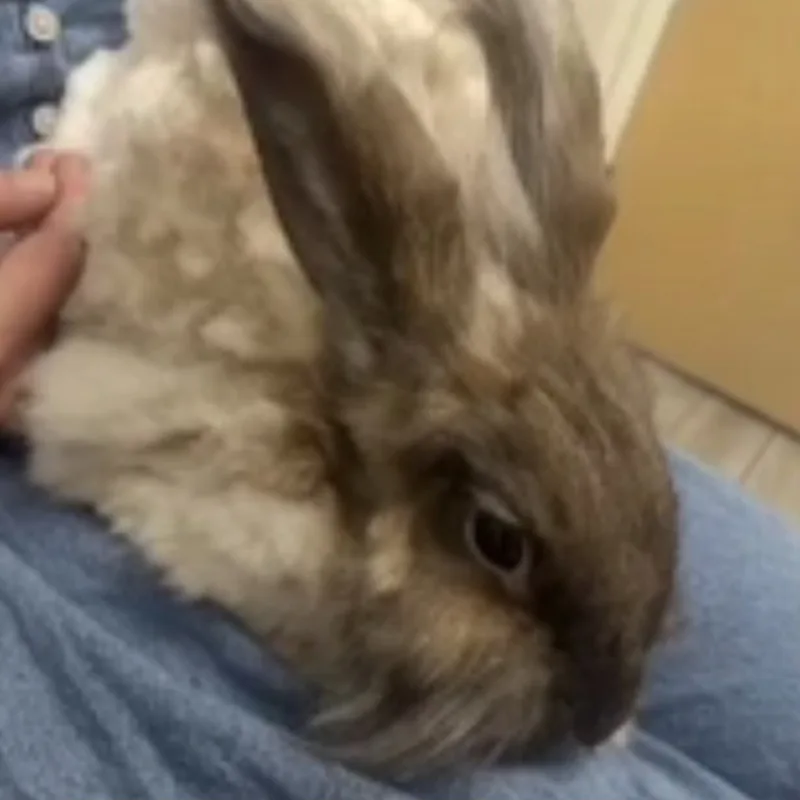 pencil puppy pencil puppy