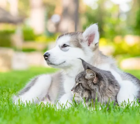 Husky Sitting with Gray Cat Outside on Grass