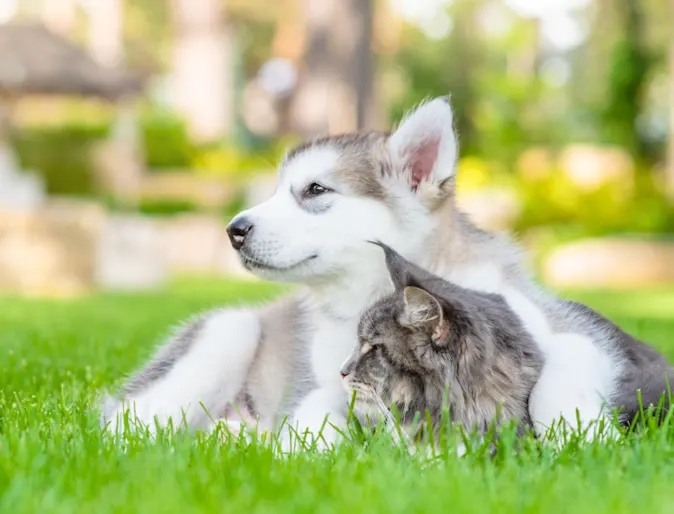 Husky Sitting with Gray Cat Outside on Grass Husky Sitting with Gray Cat Outside on Grass