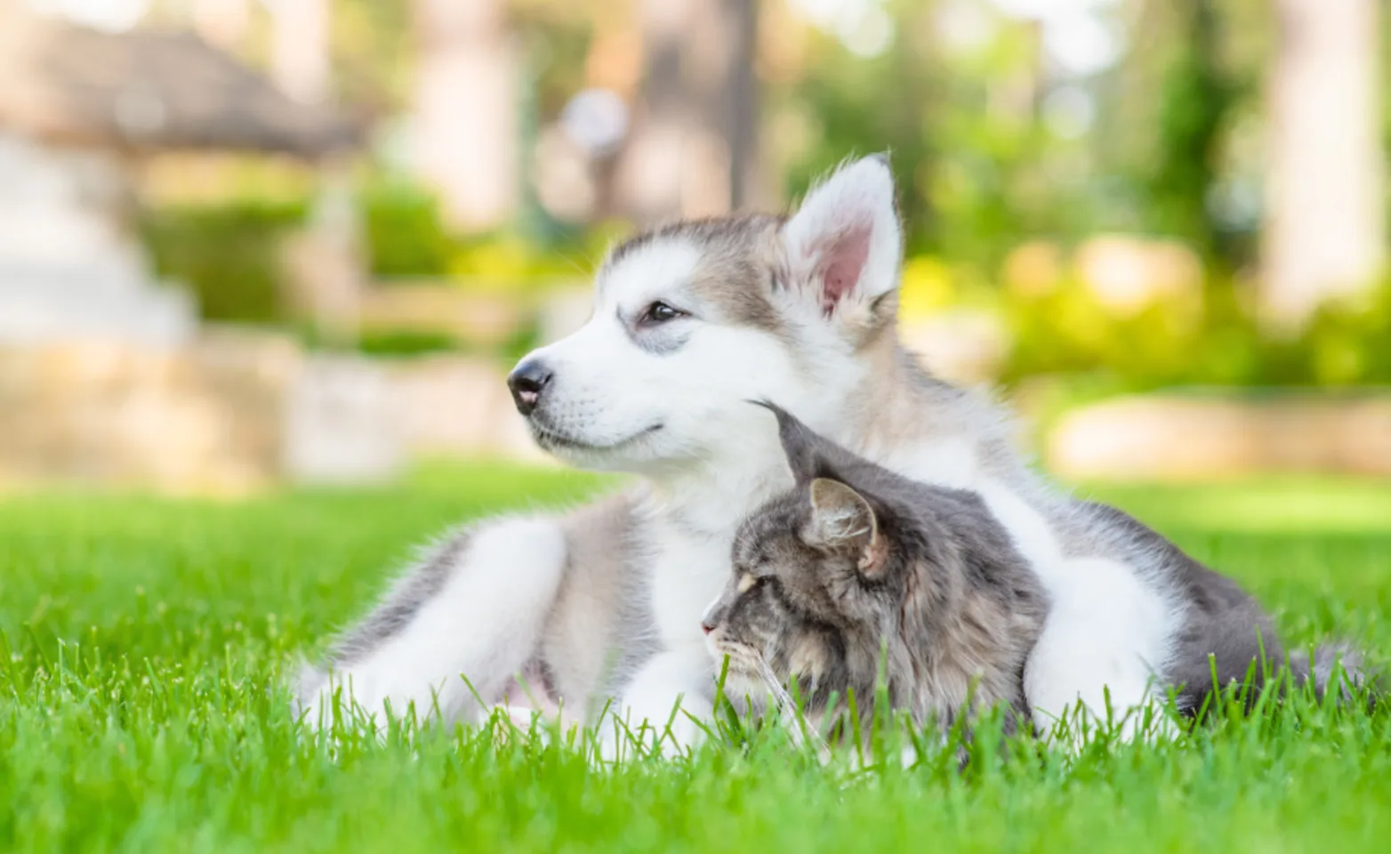 Husky Sitting with Gray Cat Outside on Grass Husky Sitting with Gray Cat Outside on Grass