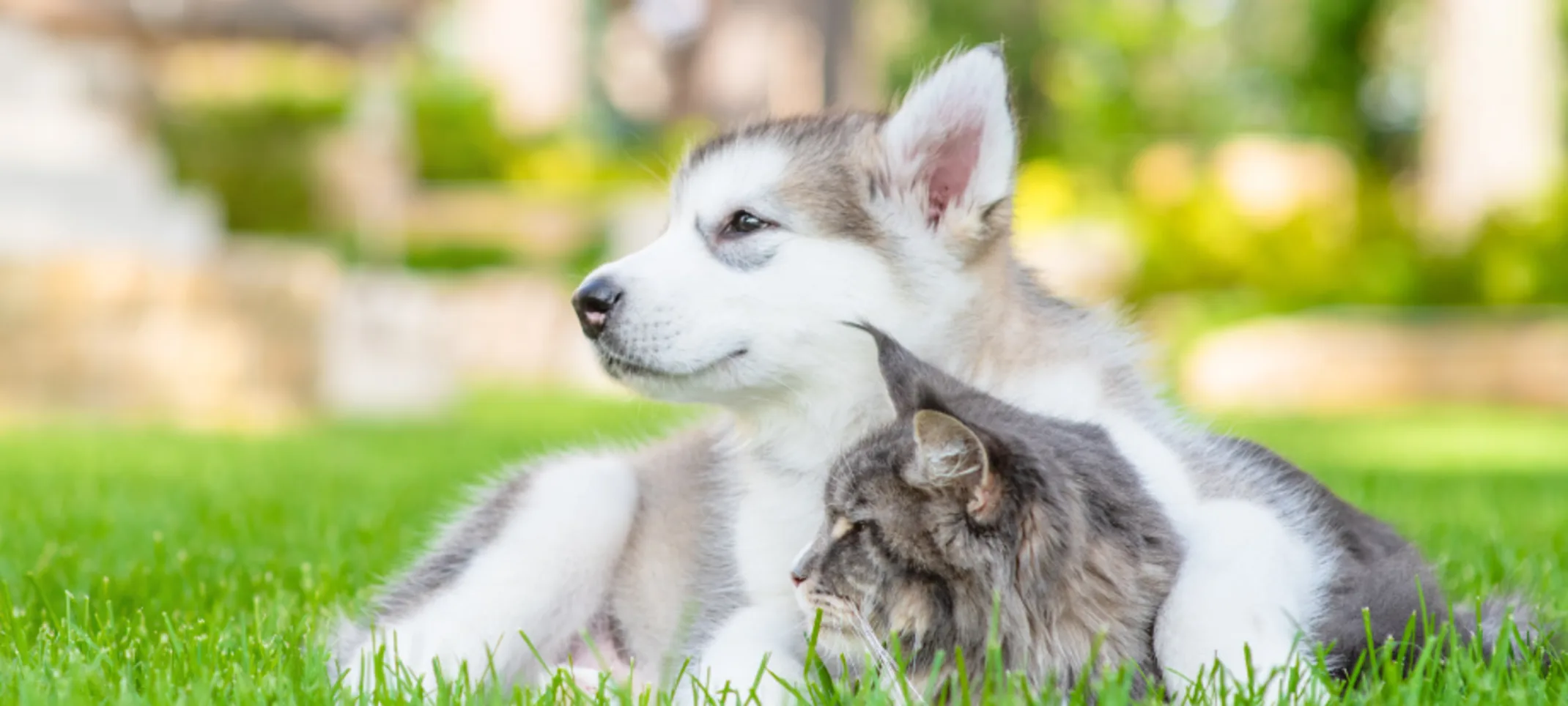 Husky Sitting with Gray Cat Outside on Grass Husky Sitting with Gray Cat Outside on Grass