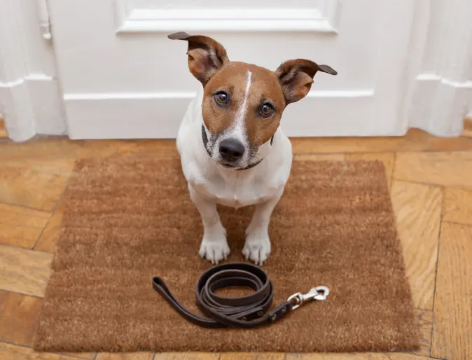 Dog with leash