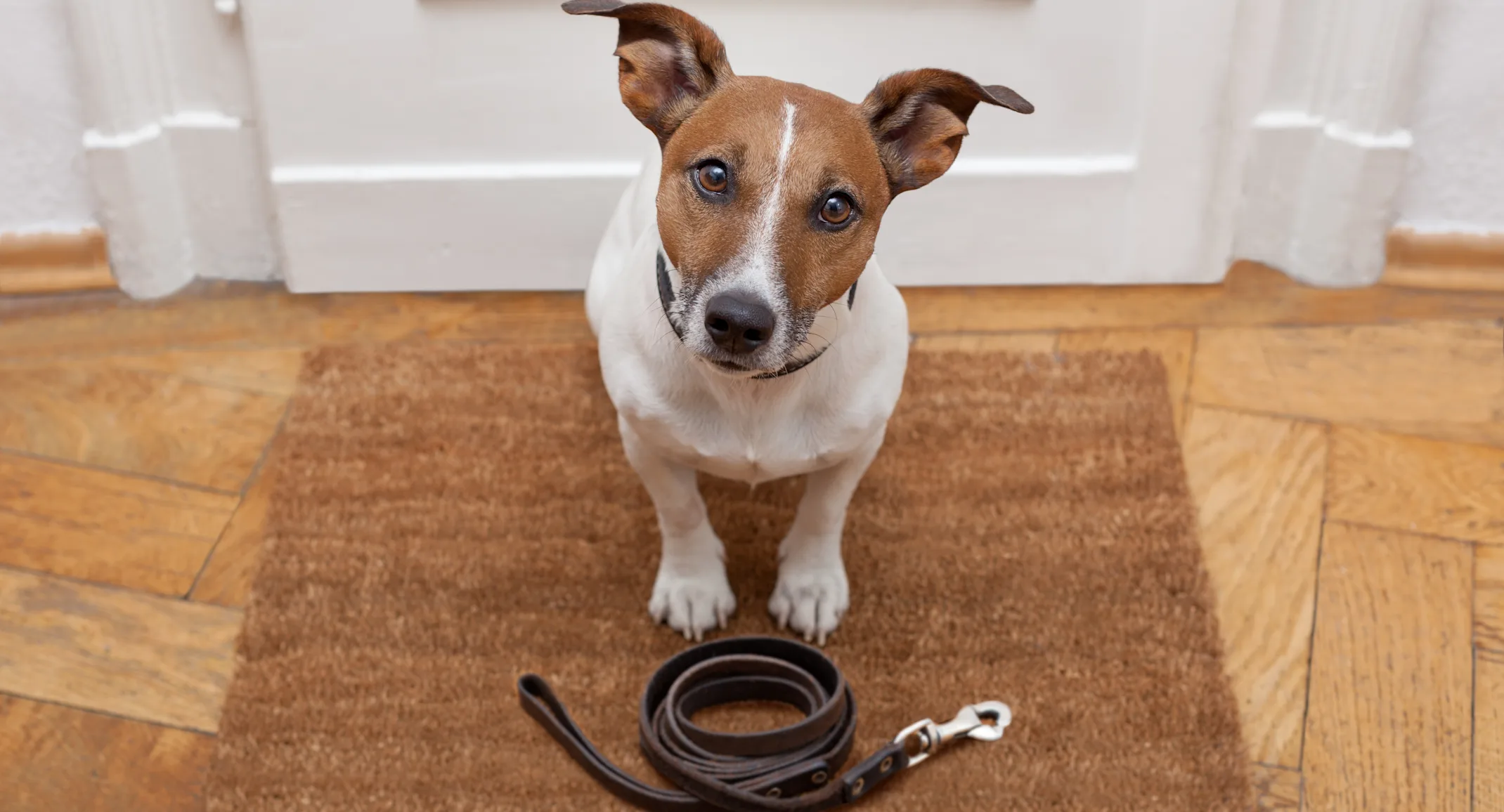 Dog with leash