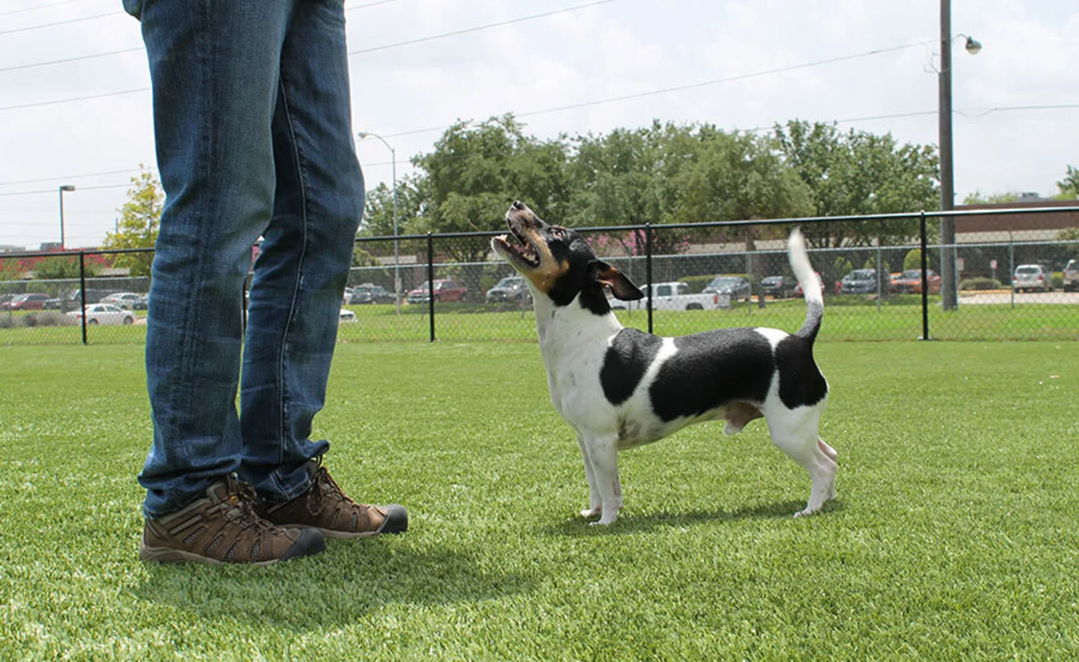 Dog standing on grass and looking up at trainer. Dog standing on grass and looking up at trainer.