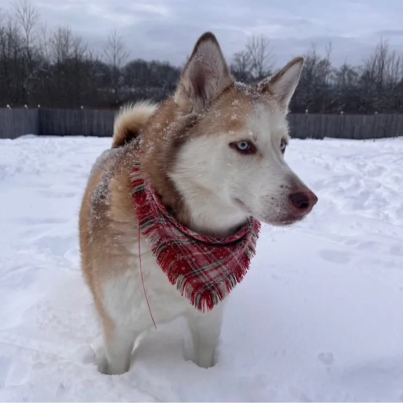Luna Luna
