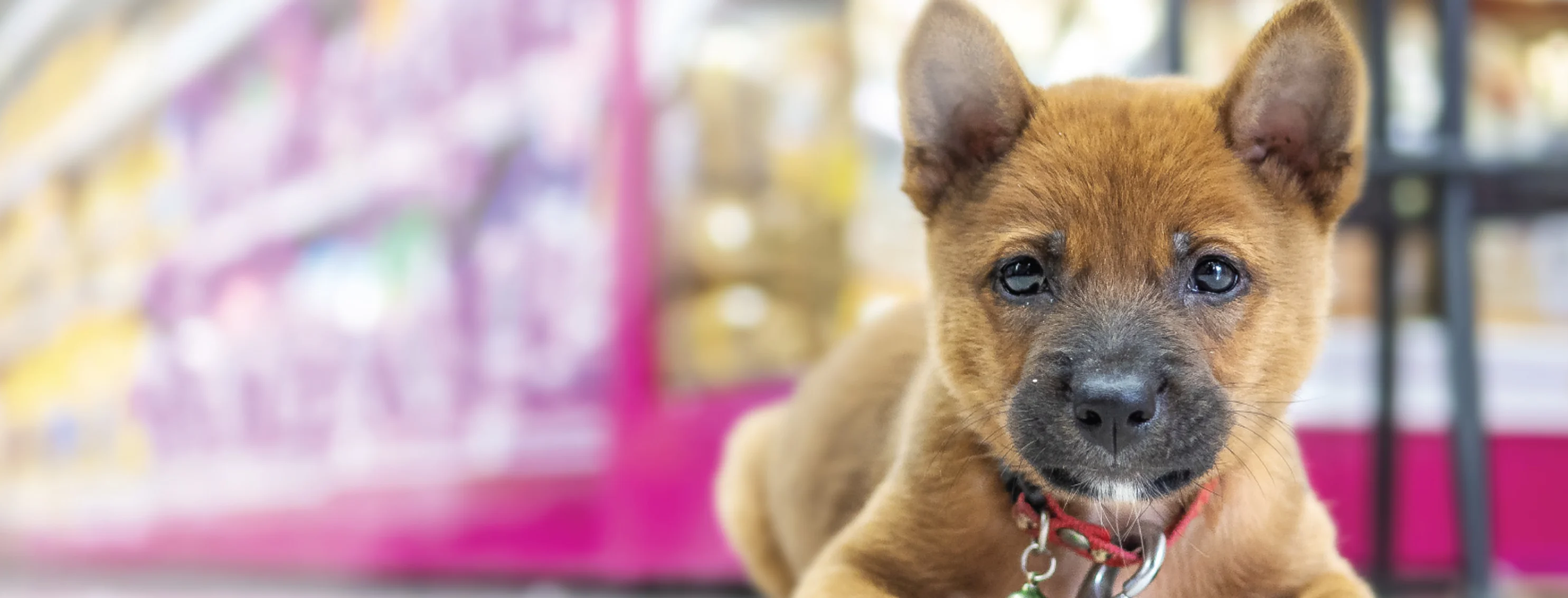 Small puppy sitting on floor of pharmacy with pink shelving and pet food and medication in the background.