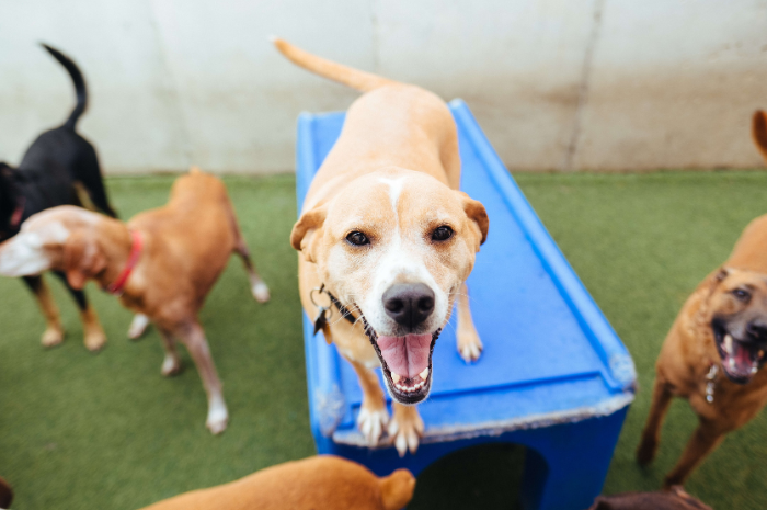 A dog poses happily at PetSuites Daycare.