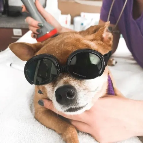 Gandy Animal Hospital Dog Sunglasses
