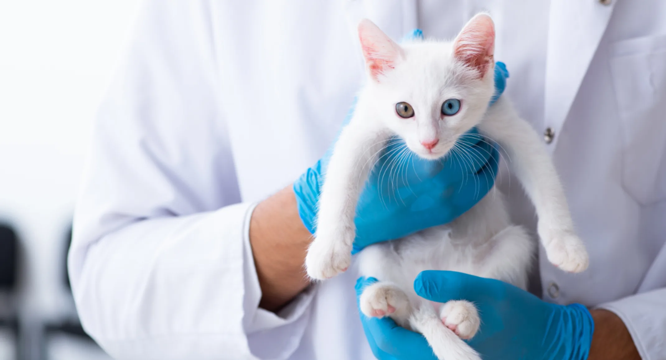 Veterinarian holding a white cat Veterinarian holding a white cat