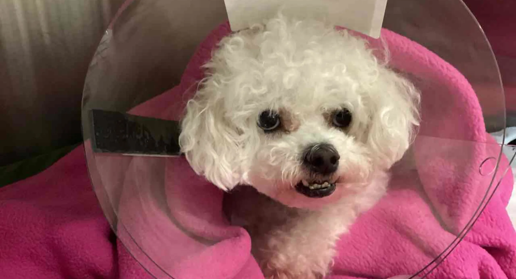 white dog in ecollar, laying on pink blanket white dog in ecollar, laying on pink blanket