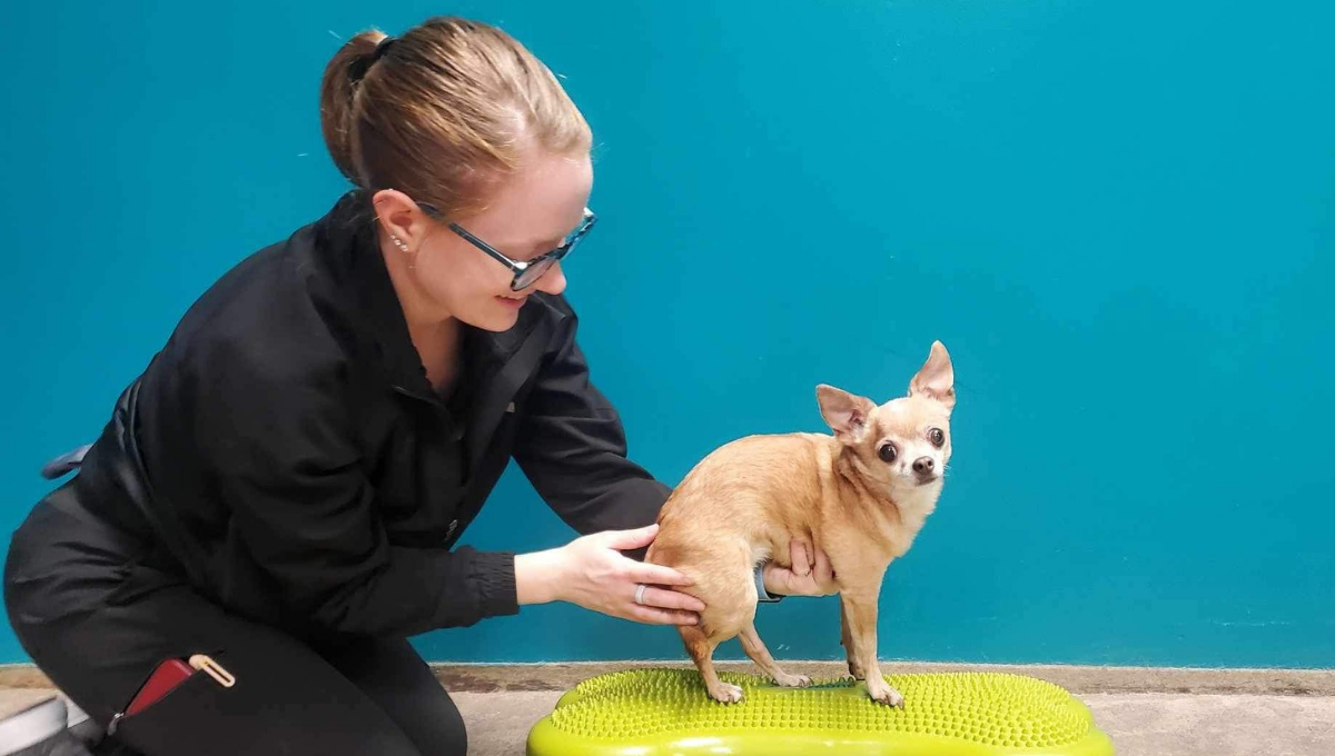 Staff Helping Small Dog Balance on a Bumpy Fitness Bone Toy at Mitchell Animal Hospital