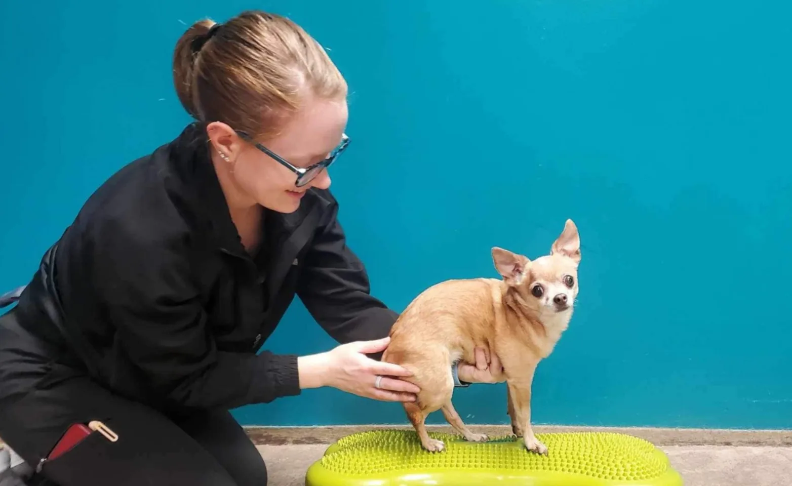 Staff Helping Small Dog Balance on a Bumpy Fitness Bone Toy at Mitchell Animal Hospital Staff Helping Small Dog Balance on a Bumpy Fitness Bone Toy at Mitchell Animal Hospital