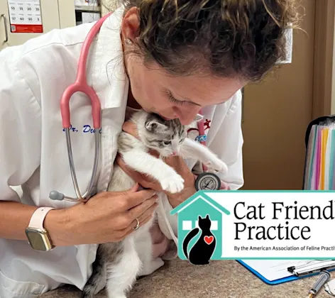 Vet holding white kitten 