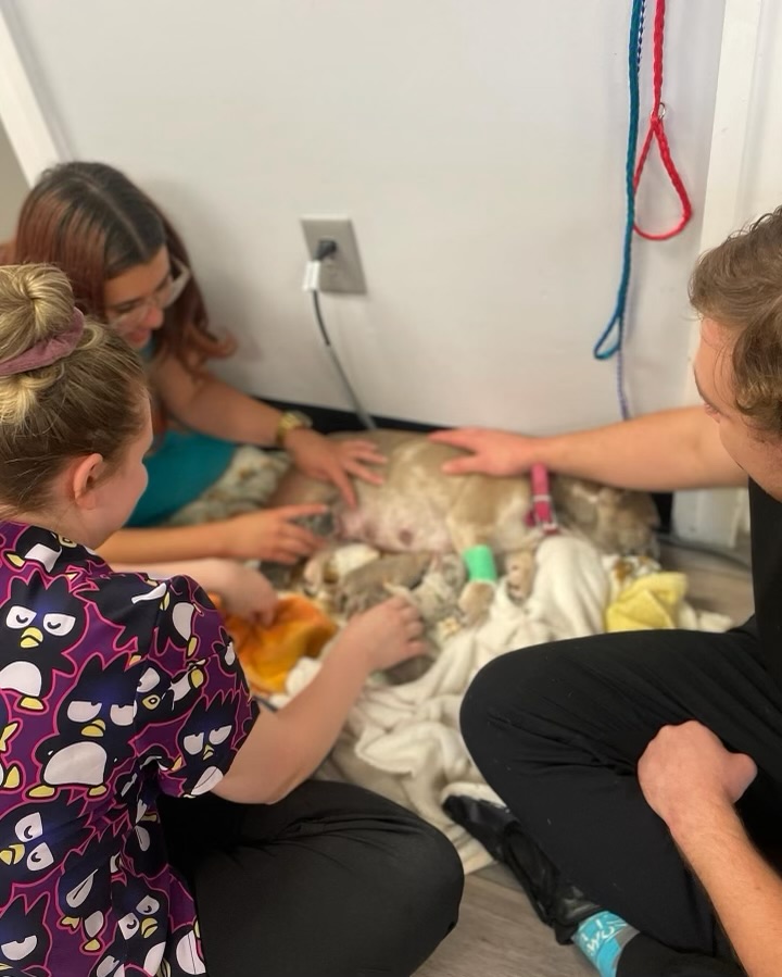 Dog with Puppies at Ferry Farm Animal Clinic