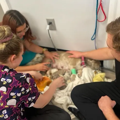 Dog with Puppies at Ferry Farm Animal Clinic Dog with Puppies at Ferry Farm Animal Clinic