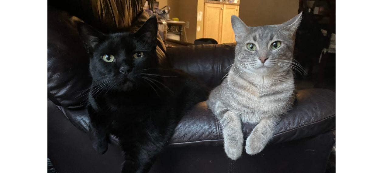 Two Cats Leaning Over on a Couch