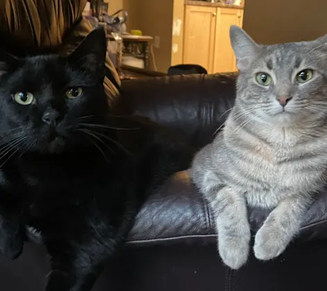 Two Cats Leaning Over on a Couch Two Cats Leaning Over on a Couch