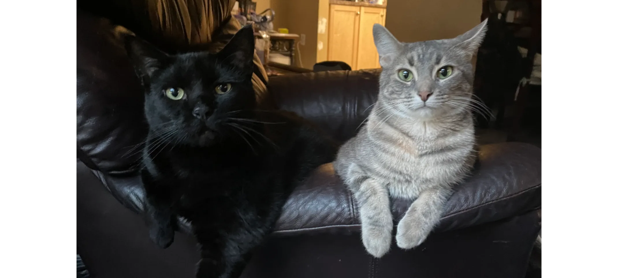 Two Cats Leaning Over on a Couch Two Cats Leaning Over on a Couch