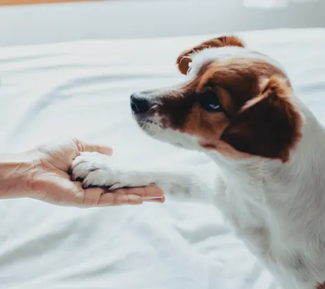 A small dog looking up and putting its paw in someone's hand A small dog looking up and putting its paw in someone's hand