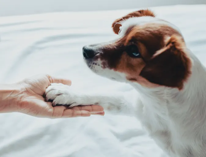 A small dog looking up and putting its paw in someone's hand A small dog looking up and putting its paw in someone's hand