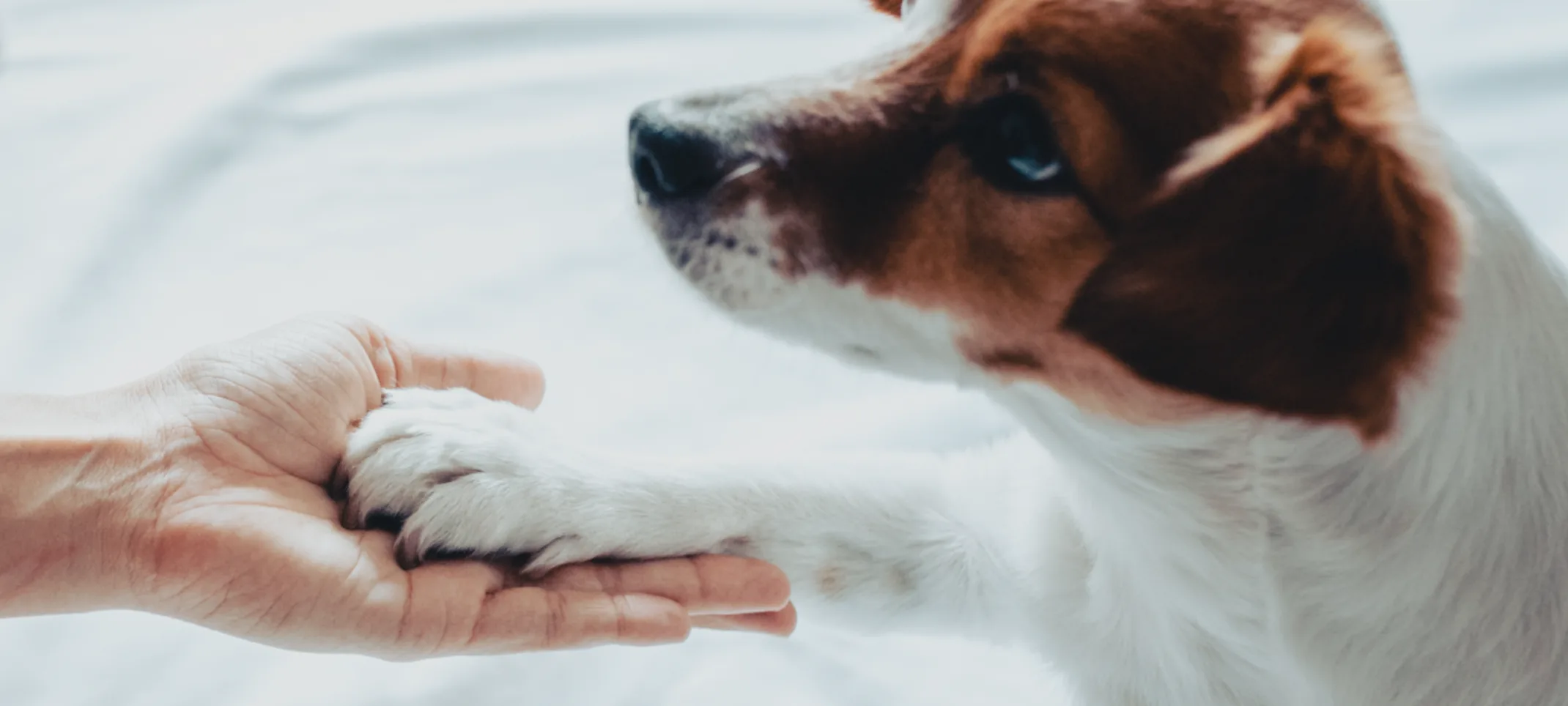 A small dog looking up and putting its paw in someone's hand