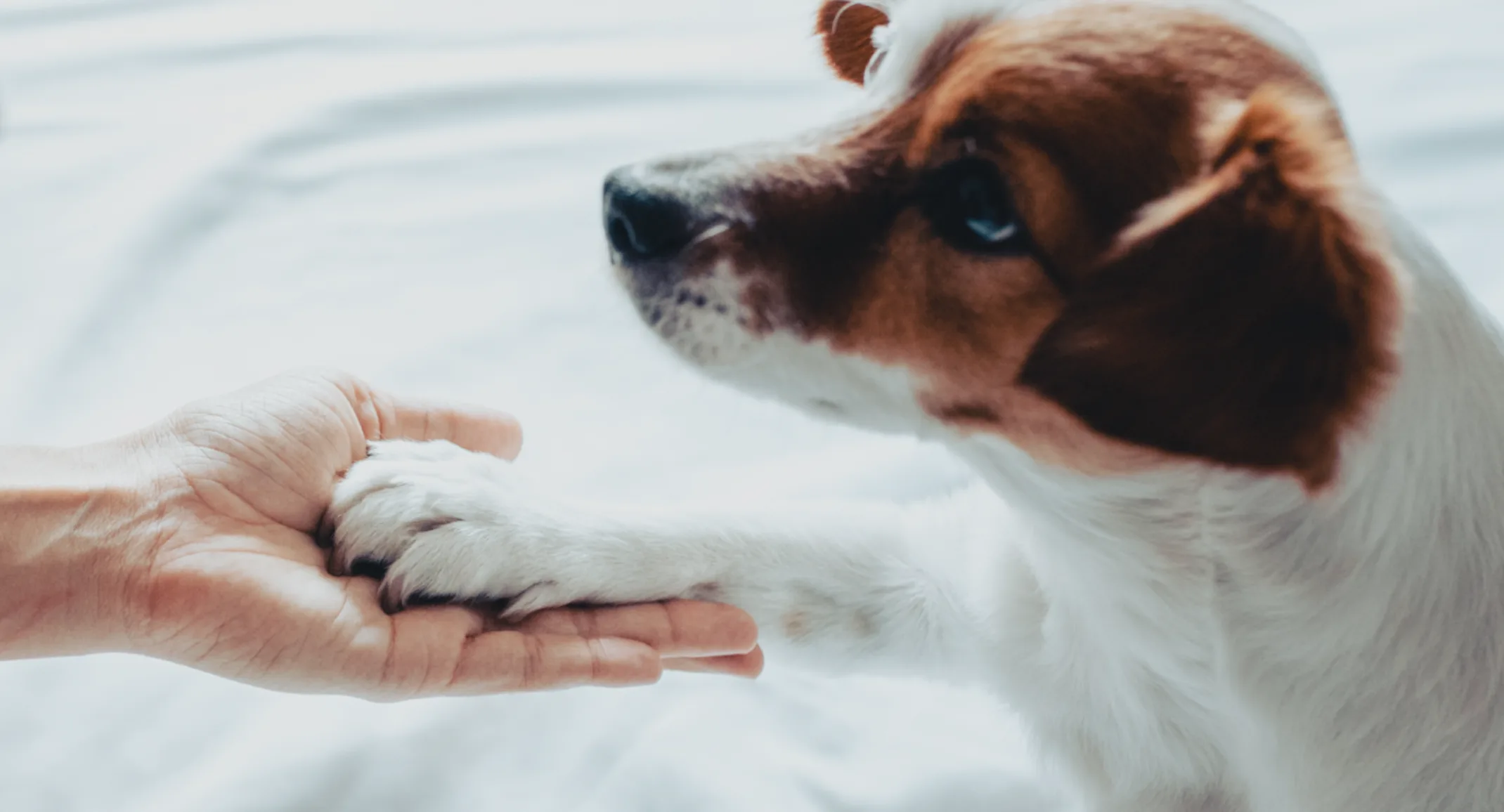 A small dog looking up and putting its paw in someone's hand A small dog looking up and putting its paw in someone's hand