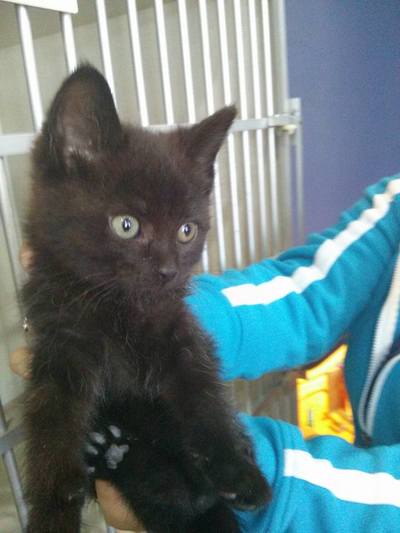 Black kitten