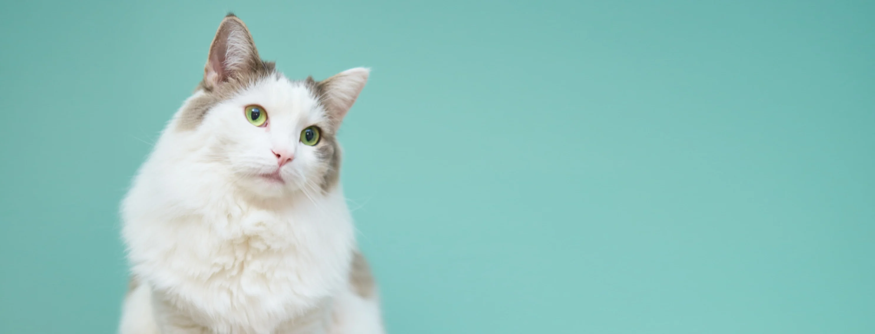 White Cat on Teal Studio Background White Cat on Teal Studio Background