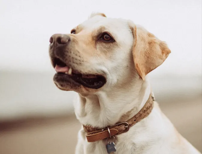 Dog on the beach sitting and smiling with a blurry background Dog on the beach sitting and smiling with a blurry background
