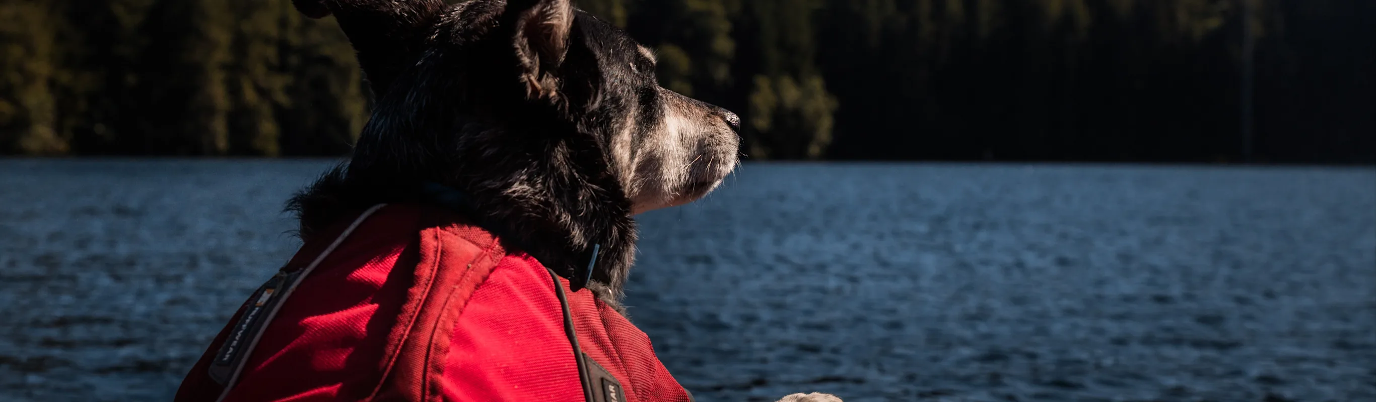 Dog out by the water wearing a lifevest Dog out by the water wearing a lifevest