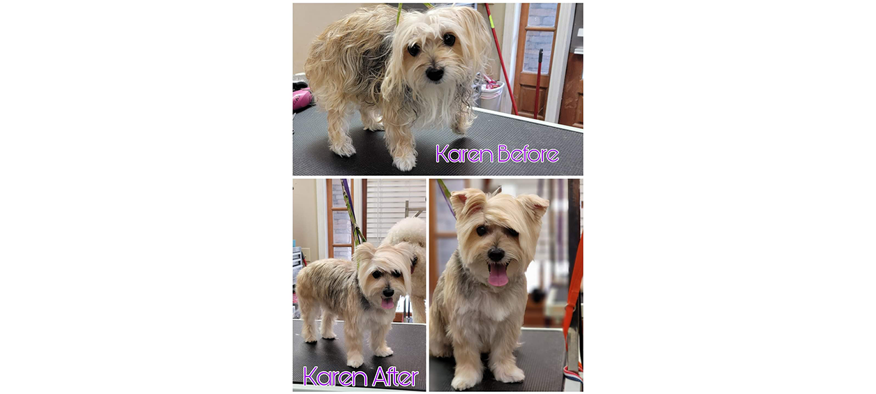 Before and After of groomed dog