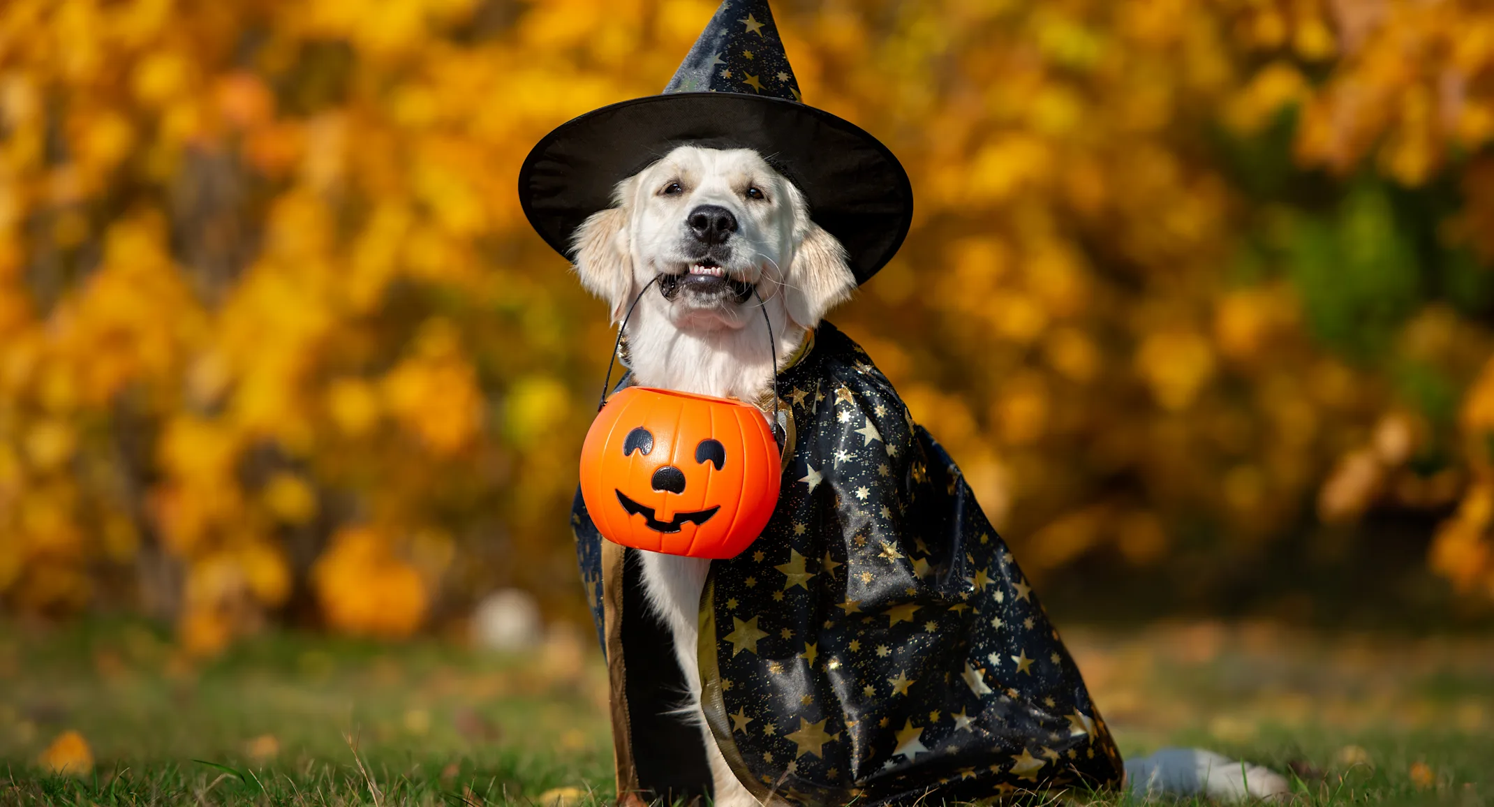 Dog in a wizard costume smiling and holding a halloween basket in its mouth Dog in a wizard costume smiling and holding a halloween basket in its mouth