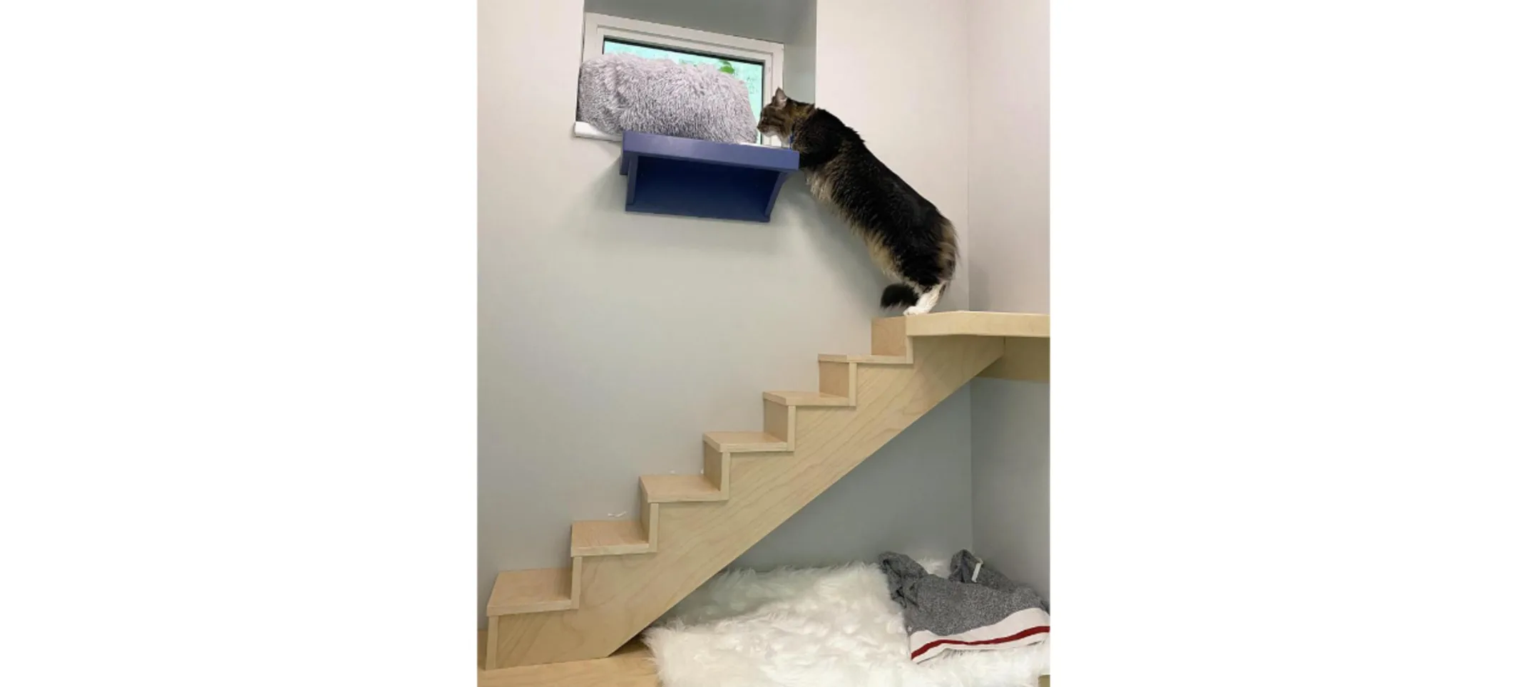 Cat climbing up stairs Cat climbing up stairs
